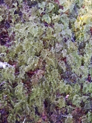Hymenophyllum