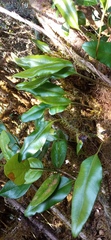 Elaphoglossum