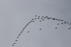 Branta hutchinsii