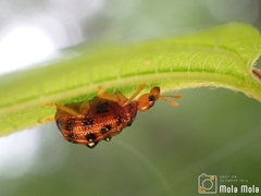 Agomadaranus pardaloides