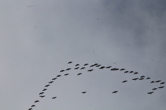 Branta hutchinsii