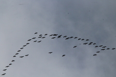 Branta hutchinsii