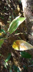 Elaphoglossum