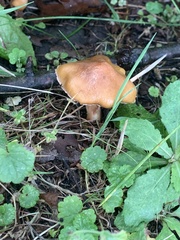 Cuphophyllus pratensis