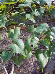 Vitis palmata