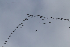 Branta hutchinsii