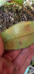 Elaphoglossum
