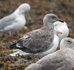 Larus glaucescens × occidentalis