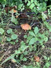 Cuphophyllus pratensis