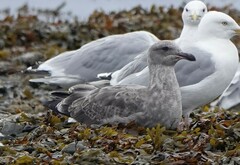 Larus glaucescens × occidentalis