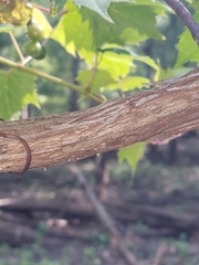 Vitis palmata