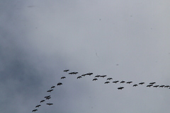 Branta hutchinsii