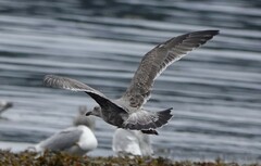 Larus glaucescens × occidentalis