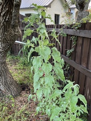 Helianthus argophyllus