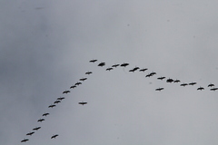 Branta hutchinsii