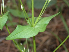 Gentianella microcalyx