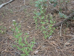 Gentianella microcalyx