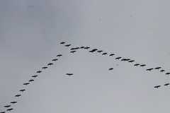 Branta hutchinsii