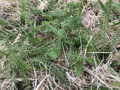 Achillea millefolium