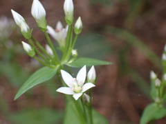 Gentianella microcalyx