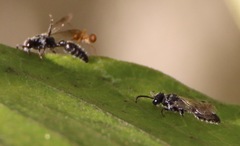 Tiphiinae