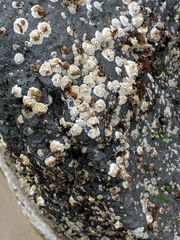 Semibalanus balanoides