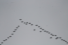 Branta hutchinsii