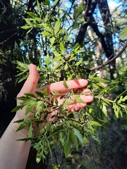 Phyllocladus alpinus