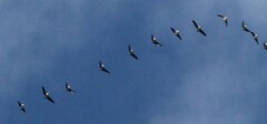 Branta hutchinsii
