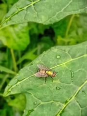 Lucilia coeruleiviridis