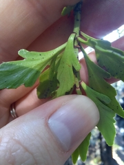Phyllocladus alpinus