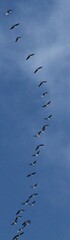 Branta hutchinsii