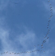 Branta hutchinsii