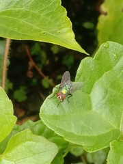 Lucilia coeruleiviridis