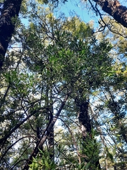 Phyllocladus alpinus