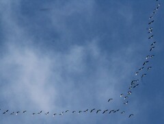 Branta hutchinsii