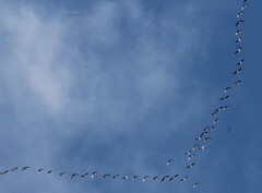 Branta hutchinsii