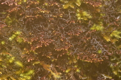 Frullania nisquallensis