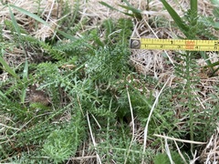Achillea millefolium