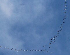 Branta hutchinsii
