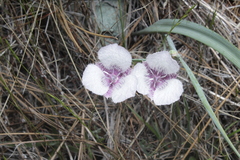 Calochortus coeruleus