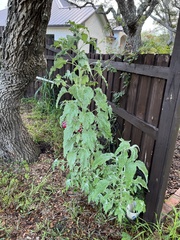 Helianthus argophyllus