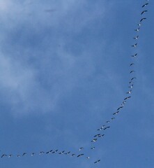 Branta hutchinsii