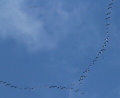 Branta hutchinsii
