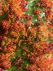 Synchytrium australe