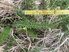 Achillea millefolium