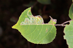 Phyllocnistis populiella