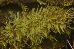 Kindbergia praelonga