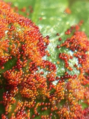 Synchytrium australe