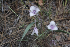 Calochortus coeruleus